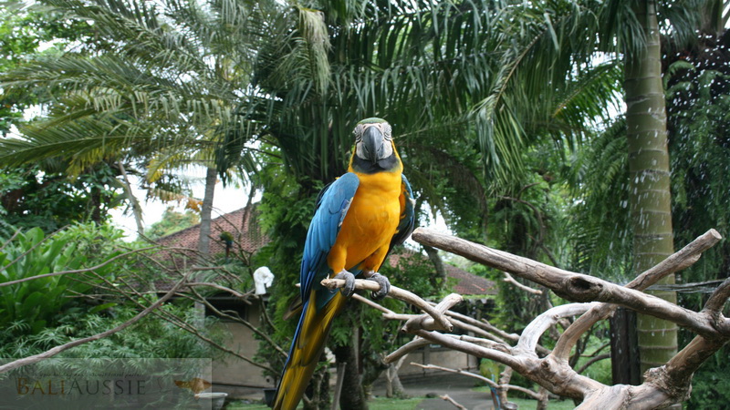 MHT 1 – Bali Bird Park and Ubud Tours